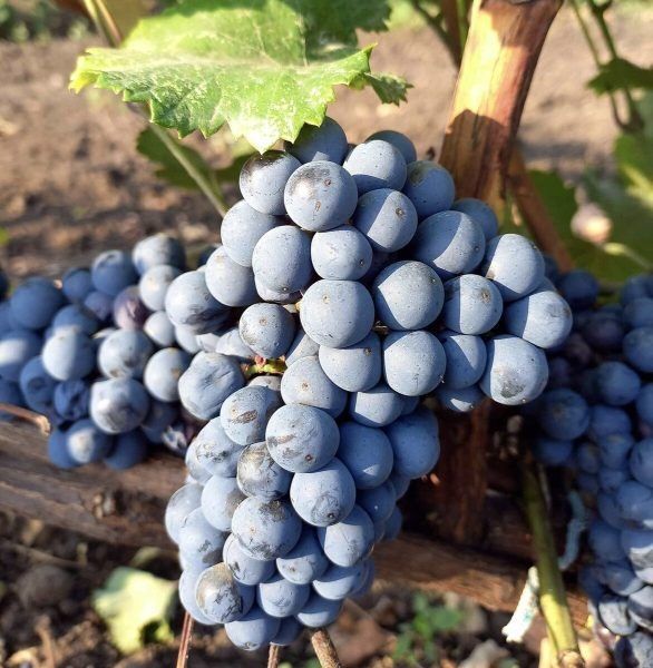 �������� ���������� �����������: ��������� ����� ��� ���������� ���