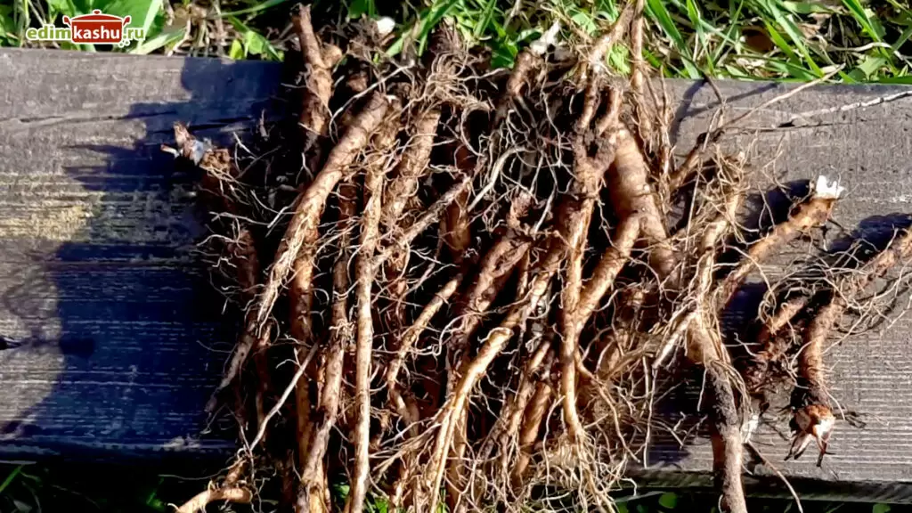 Заготовка корней одуванчика: простой путь к натуральной аптечке