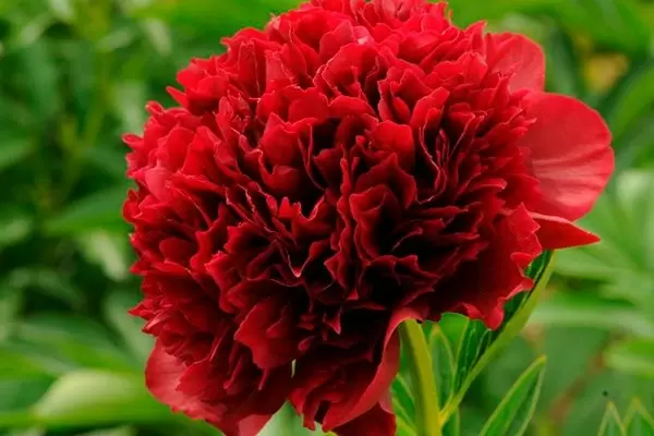 Пион Ред Грейс: настоящая жемчужина вашего сада