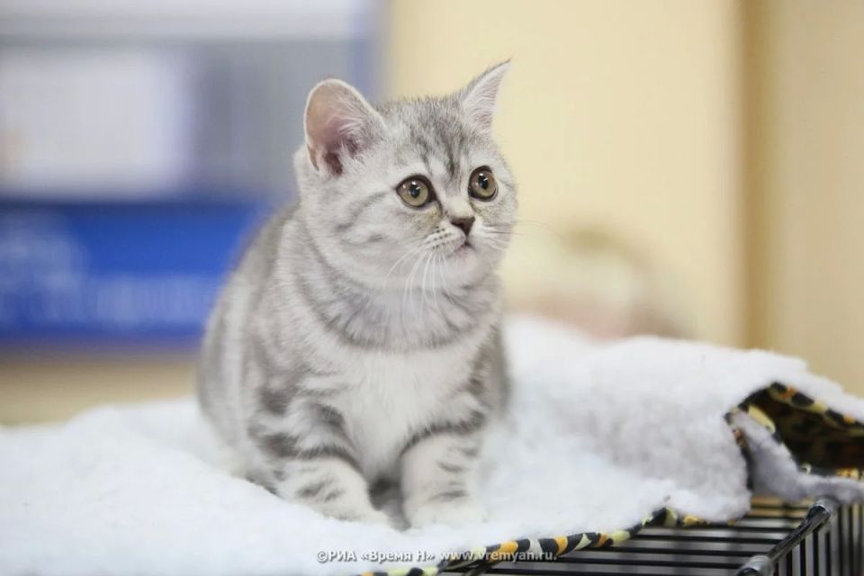 ������������� ��������� ������ �� ������ ������ � �����