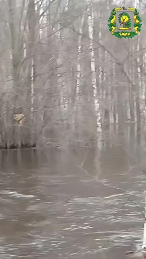 Лиса залезла на дерево, спасаясь от паводка в Нижегородской области