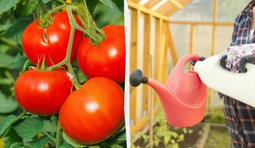 ��� ������� ���� ������ ����: ������� ��������� � ����