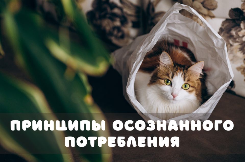 �������� ����������� �����������