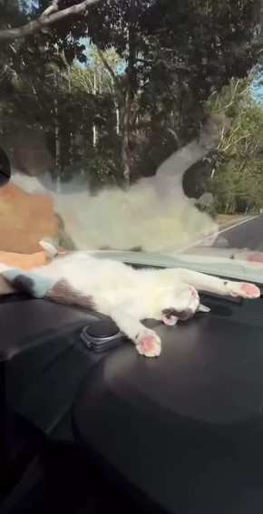 ������� �� ��������, ��������!