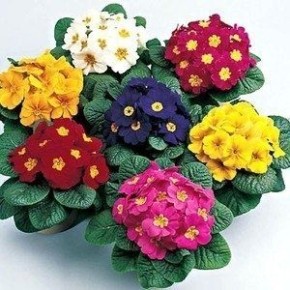 Примулы: яркие цветы весны, уход и разнообразие для вашего сада