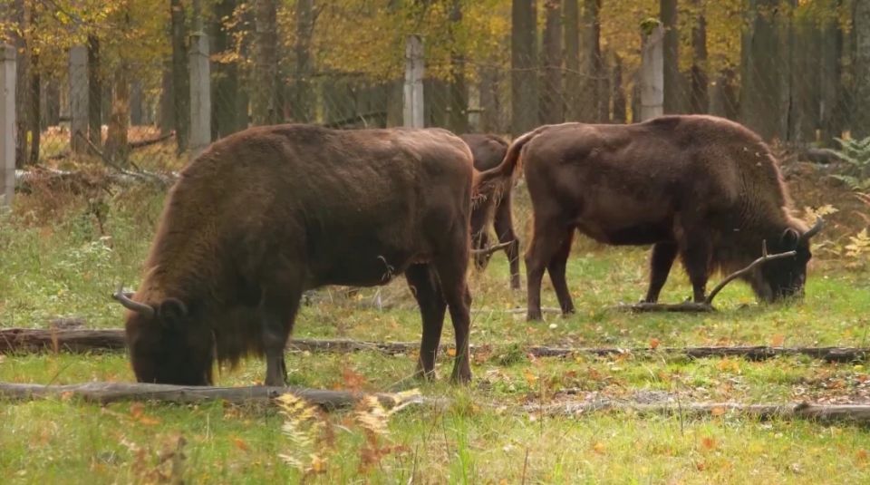 ������� �������. ������������ ��������, ���������� ���������� ������ � ����