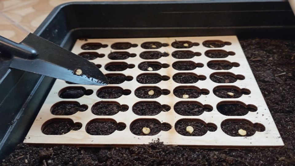 ��� ������� �������� ������� ����� �� �������: ������ � ������������