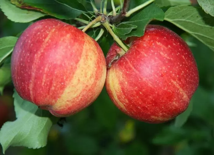 Как подготовить яблони к зиме: советы для садоводов