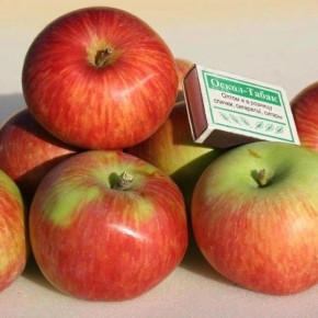 ������ ������ ��������: ��������� ������ ����� ��� ������ ����