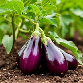 Баклажаны 2026: восемь сортов, которые удивят даже опытных огородников