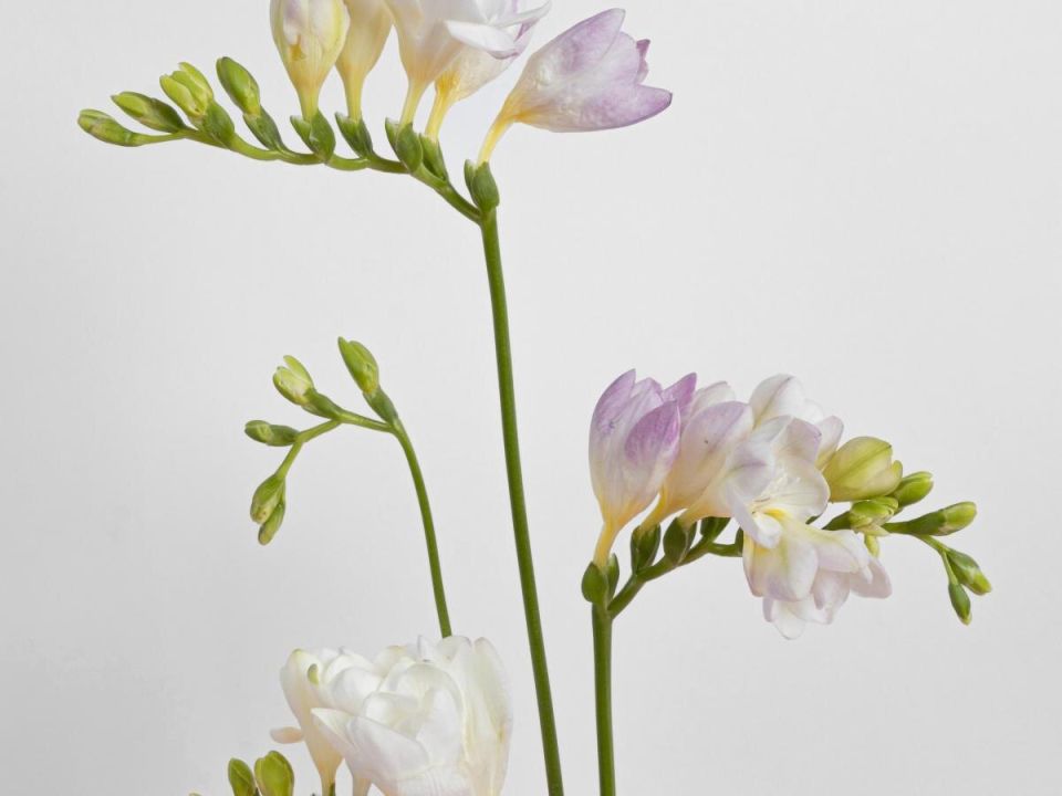 ������: ��������� ������ �������, ����������� ��� ���������