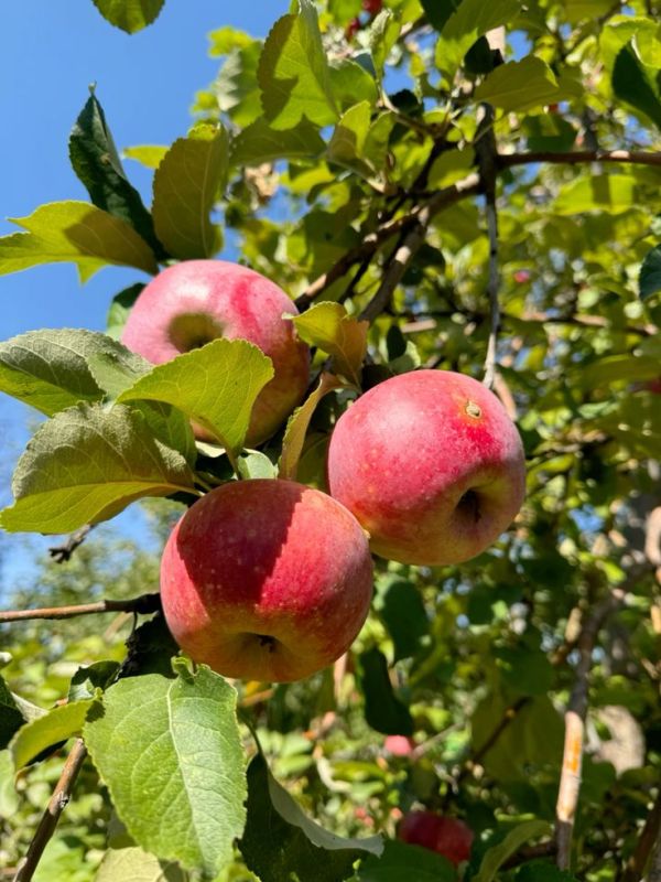 ��� ������� ������ ���������� ������ ������������ ����������