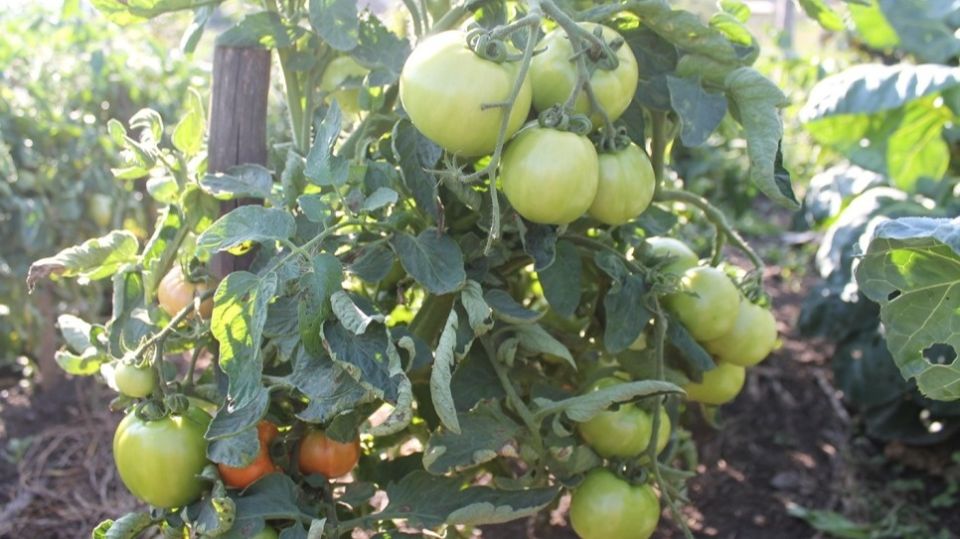 ������� ������ �������: ����������� � ������� 1956 ����