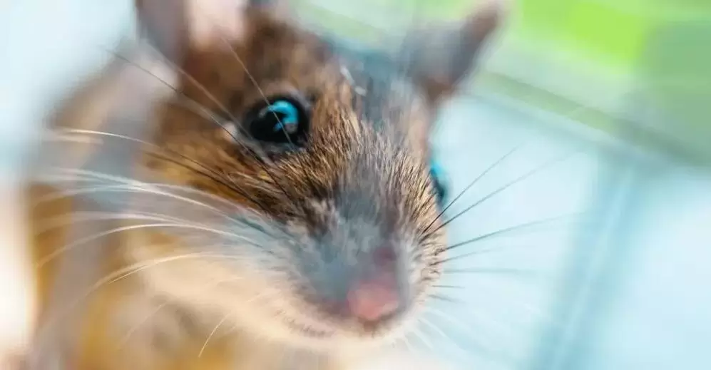 Эффективные способы защиты дачи от грызунов осенью: ваш уют под угрозой?