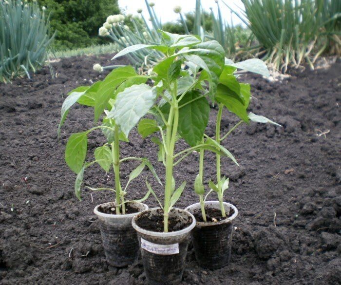 ��� ������ ��������� �����: ������ �� ����������� � �����