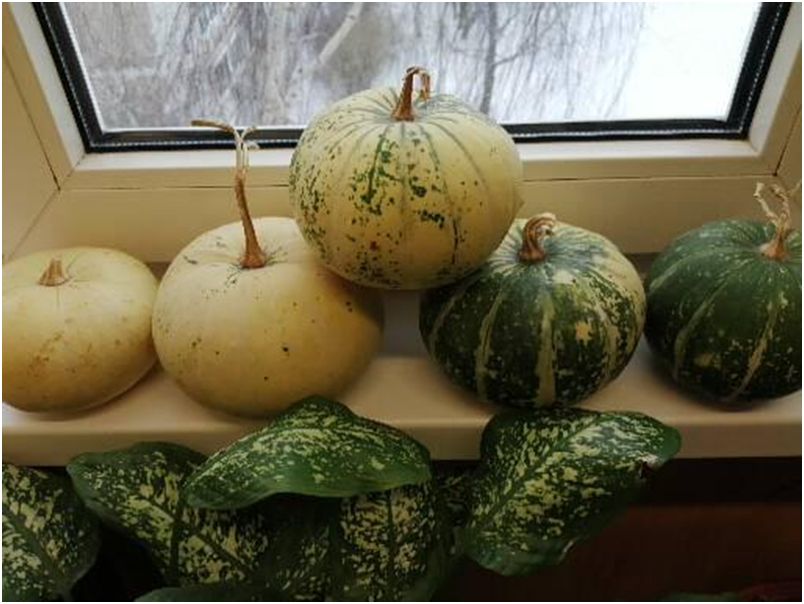 ��� ��������� ������� ������������ �����: �������, ������� ������