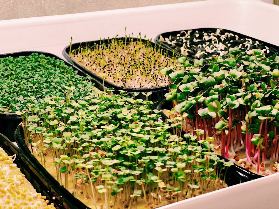 �����������: �� �������� ������ �� ����������� ������