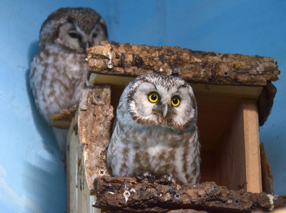 ������ ����������� ��� � �������� ������