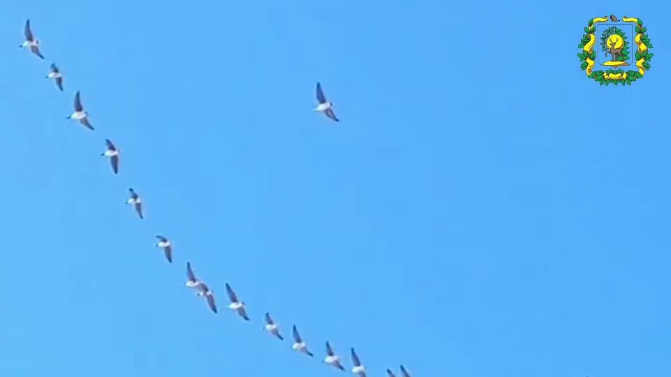 ������ ������� ��������� �����: ���� ��������� � ������������� �������