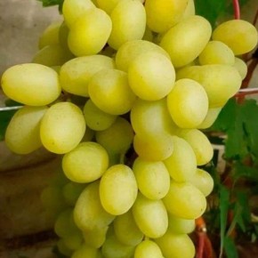 �������� �������: ������ ������ � ���������� ������ �������