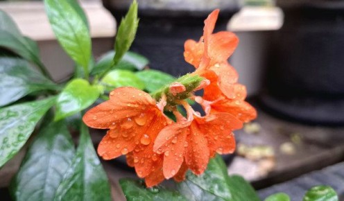 ����������: ������� ����� �� ������������ �����������