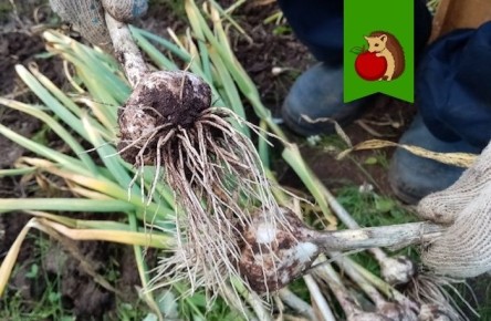 ������, ������� ����������� ������ �� �������� ������� �������