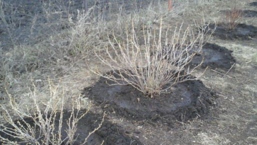 ��� ��������� ���������� ��������� ������: ������� ��������� �����