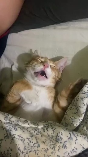 �� ���� �� ������ �����, ������ ����: "��������� ����"