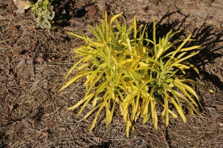 ������� ����� ������: ����� ����� � ����������� � �������� "�����������"