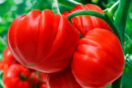 ������ �����: ������� ��������� ����������� � ������� �����