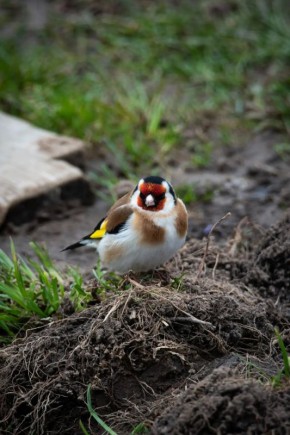 �������� ����� ������ ��� ������� ����