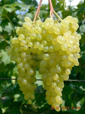 ����������� �����������: ��������, ������� �������� ������ �������