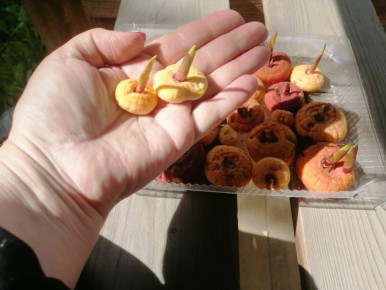 ��� ��������� ������ ����������: ������� � ������ ������� ����������