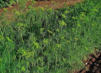 ��� ����������� ����� ��� ������: ������� ��������� ������