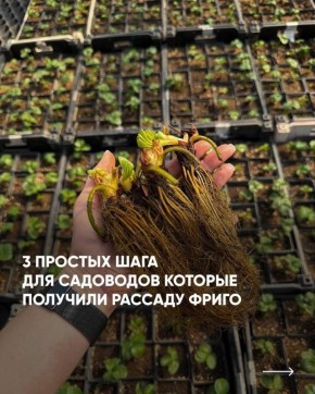 ��� ������ � �������� �����: ������������ ����������� ��� ���������