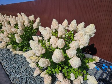 ���������: ������ � ����� ��� �����?