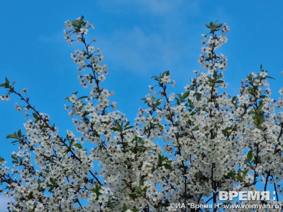 Цифра дня- 450. Более 450 деревьев посадят в Нижнем Новгороде до конца мая До конца мая в разных районах Нижнего Новгорода появятся более 450 деревьев и почти 400 кустарников: это рябины, клёны, липы, сосны, ели, туи...