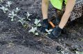 Свыше 13 тысяч цветов высадят в парках Нижнего Новгорода к лету