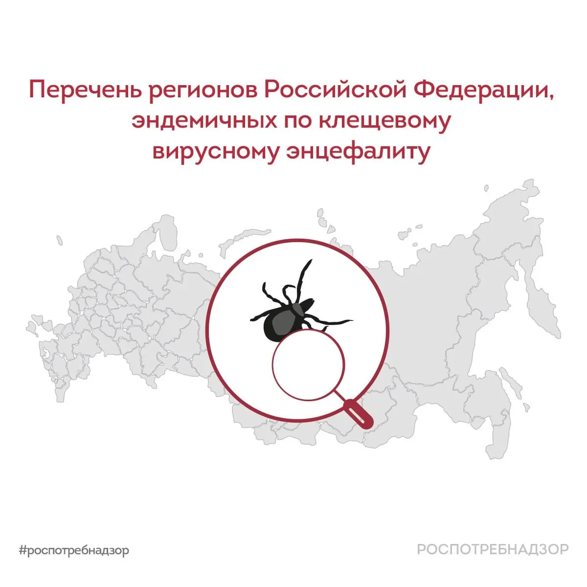 Роспотребнадзор составил список регионов, где повышенный риск заражения клещевым энцефалитом