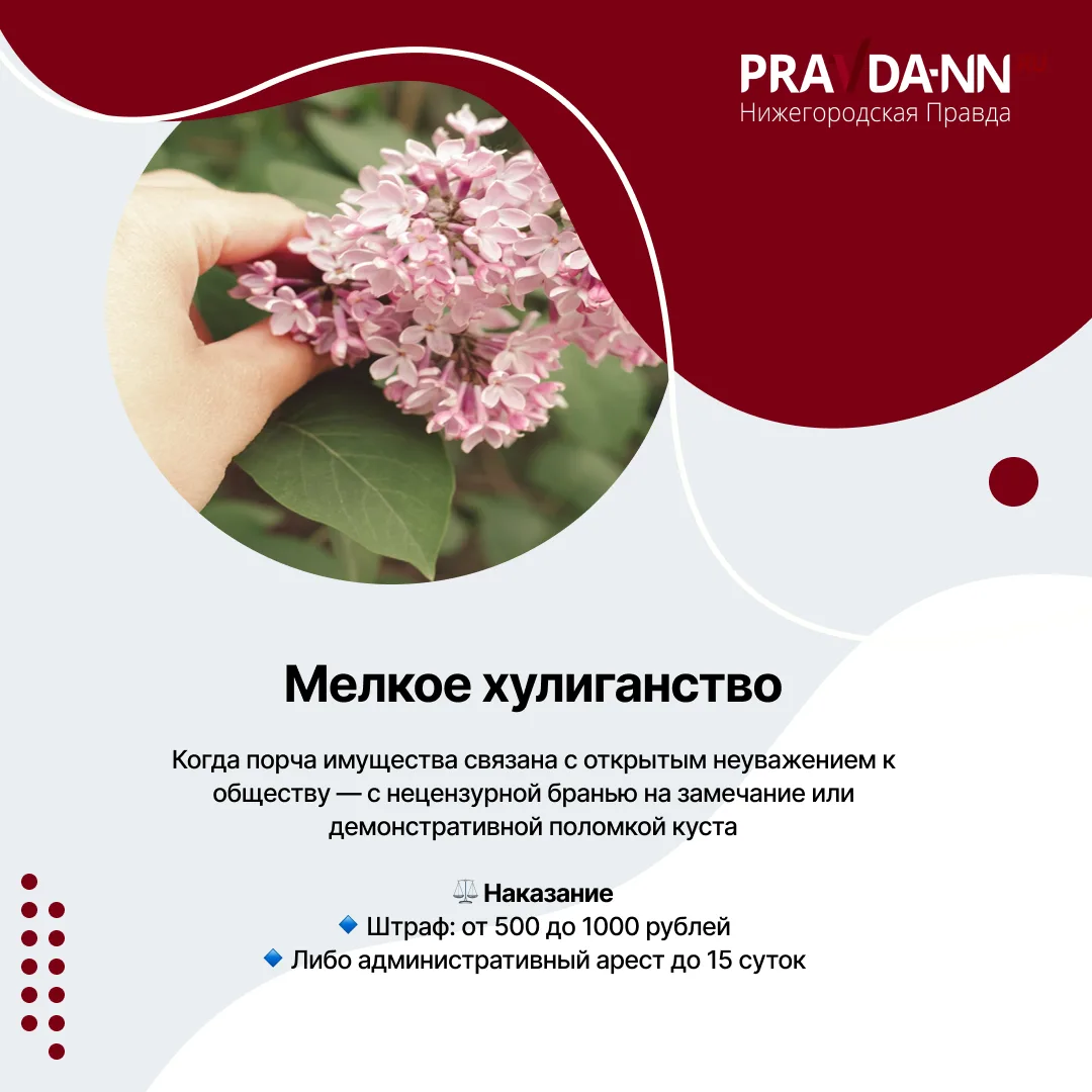 За сорванную сирень — тюрьма За сорванную сирень — тюрьма