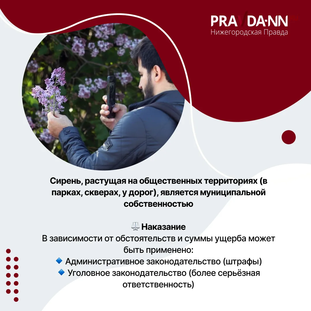 За сорванную сирень — тюрьма За сорванную сирень — тюрьма