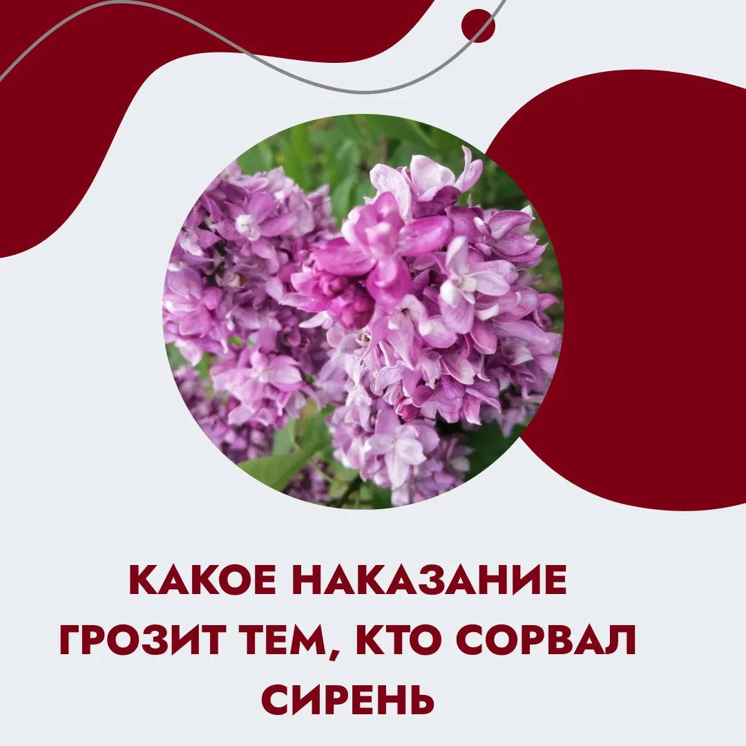 За сорванную сирень — тюрьма