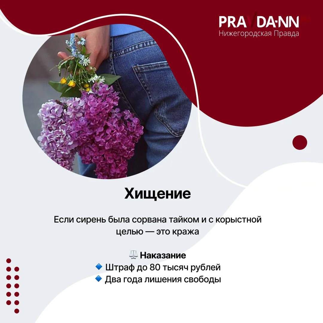 За сорванную сирень — тюрьма За сорванную сирень — тюрьма
