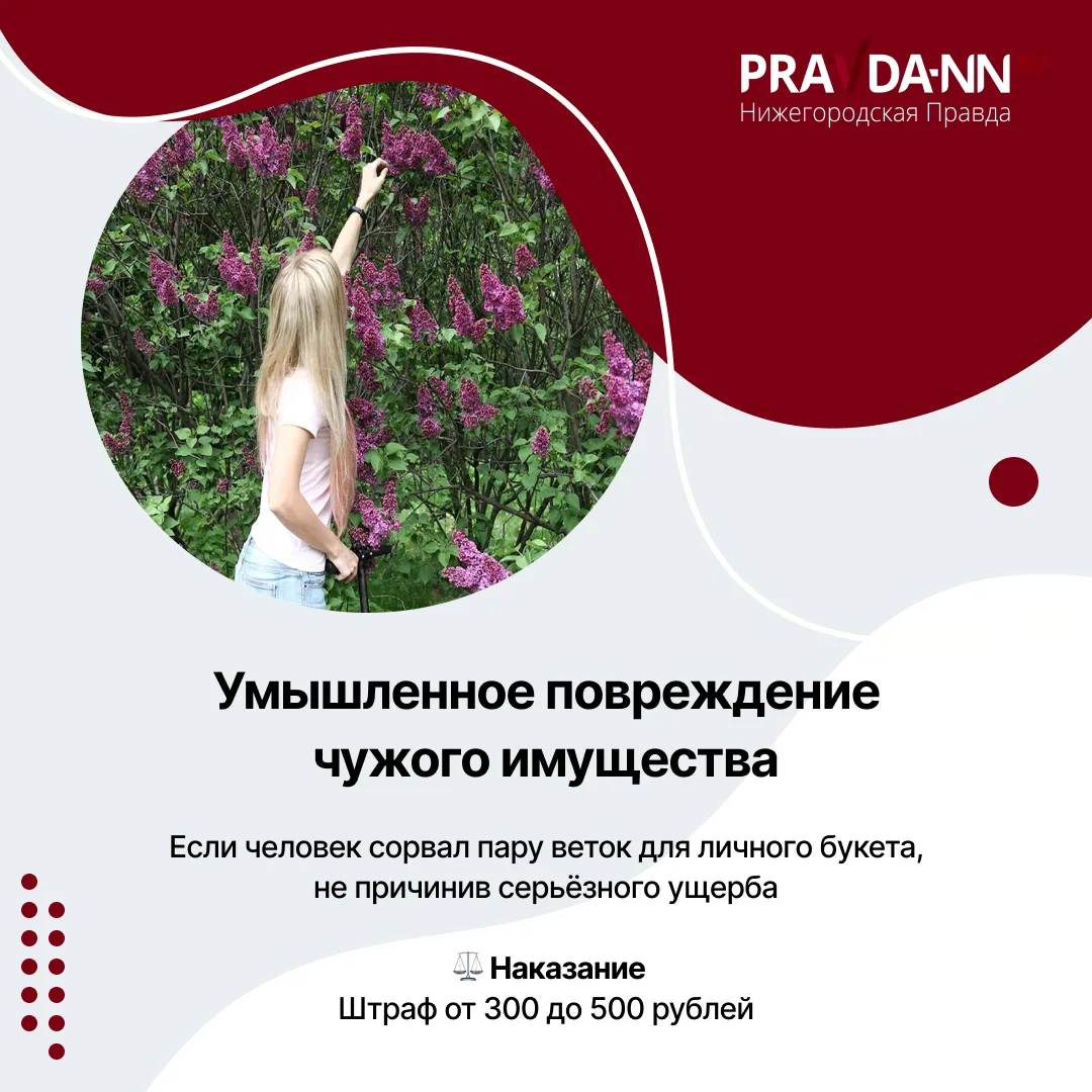 За сорванную сирень — тюрьма За сорванную сирень — тюрьма