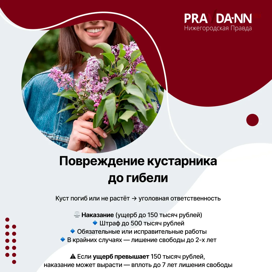 За сорванную сирень — тюрьма За сорванную сирень — тюрьма