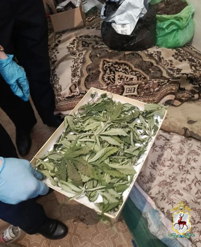 В Шатках из квартиры наркоагрария полицейскими изъято более 100 граммов растительного наркотика В Шатках из квартиры наркоагрария полицейскими изъято более 100 граммов растительного наркотика