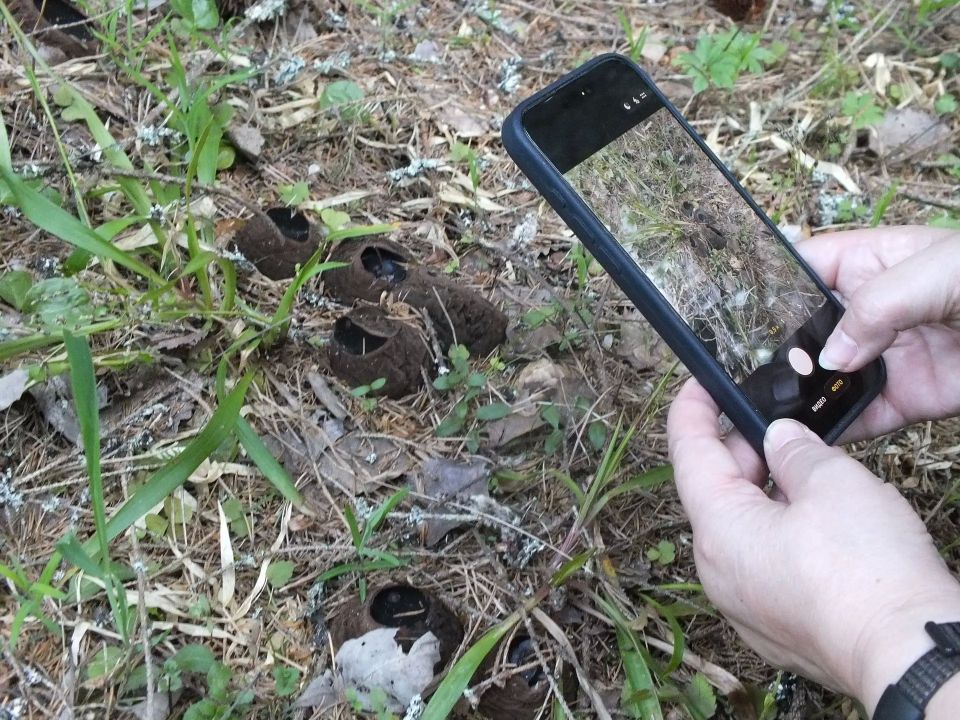 Вы не поверите, но в Нижегородской области обнаружили крупнейшую в России популяцию редкой краснокнижной саркосомы! Вы не поверите, но в Нижегородской области обнаружили крупнейшую в России популяцию редкой краснокнижной саркосомы!