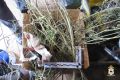 Криминальный бизнес пресечен: злоумышленник под стражей