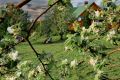 Как прекрасен май! Яблоня цветет в нижегородской деревне Саревка
