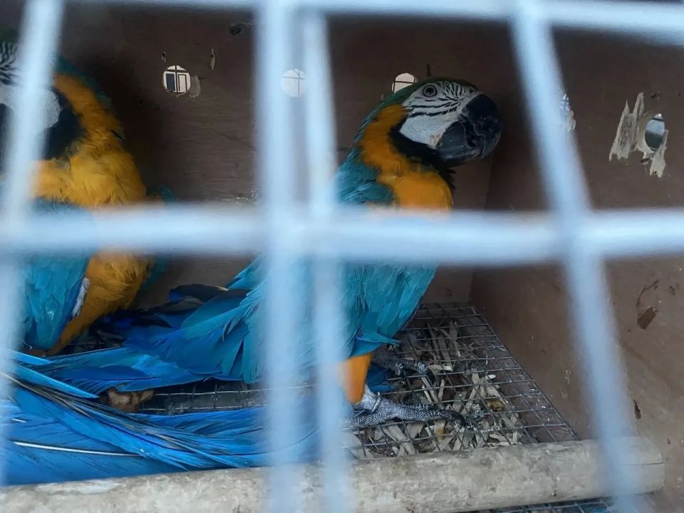 Партию экзотических птиц развернули в аэропорту Нижнего Новгорода